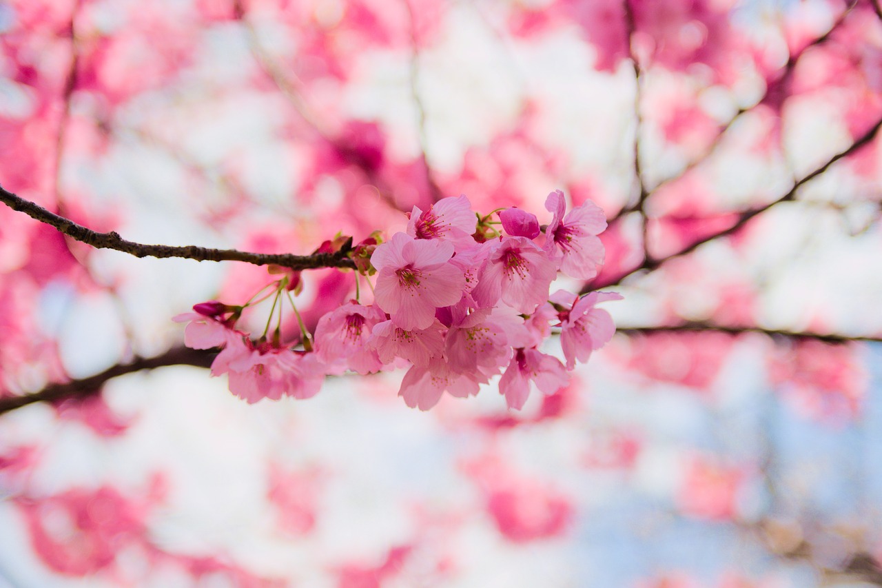 cherry flower branch free photo