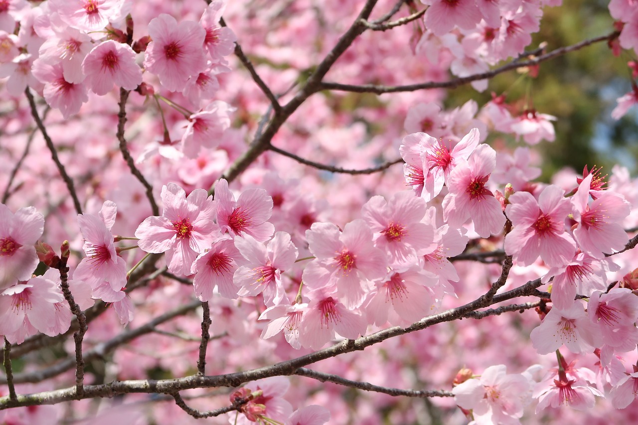 cherry flowers branch free photo