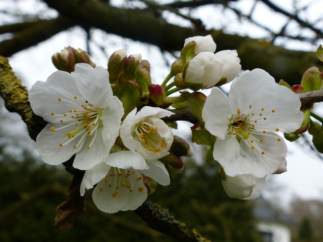 cherry tree spring free photo