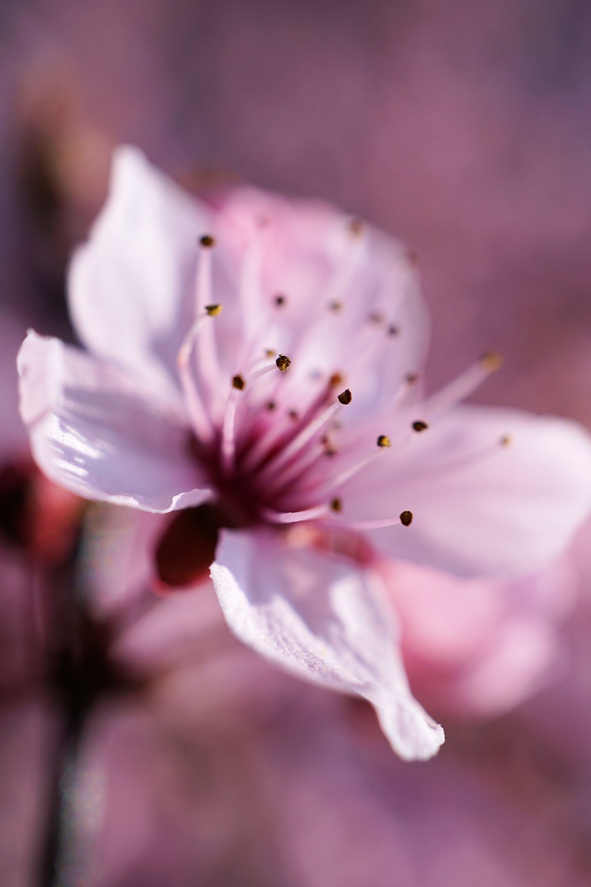 cherry  blossom  bloom free photo