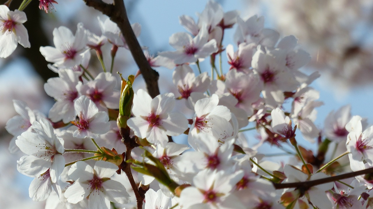 cherry wild cherry spring free photo