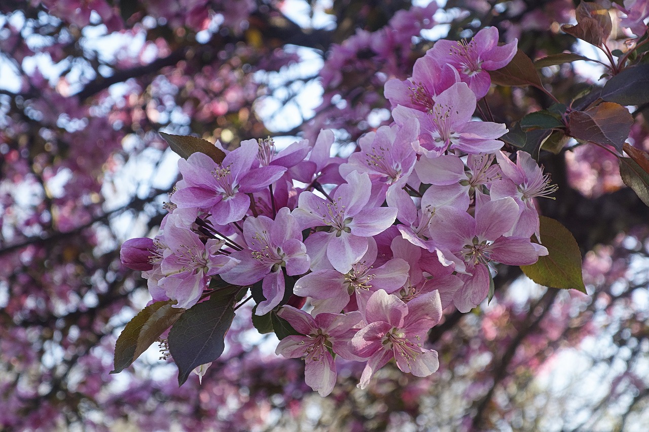 cherry  cherry blossom  flower free photo