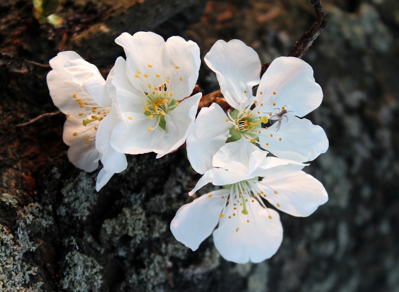 cherry  sad  flowering trees free photo