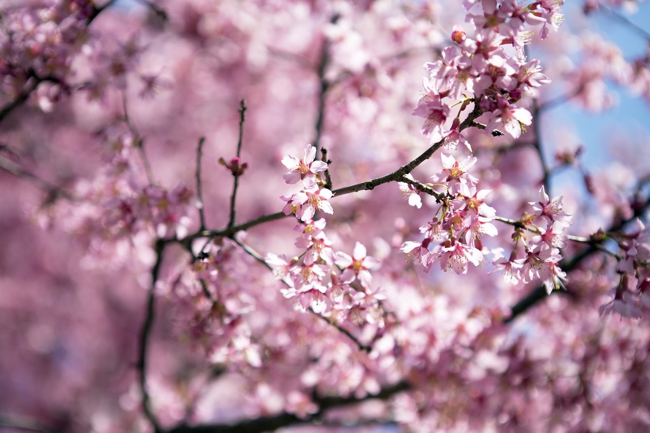 cherry  flower  tree free photo