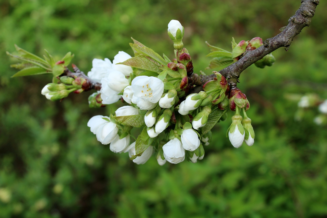 cherry  the buds  fruit trees free photo