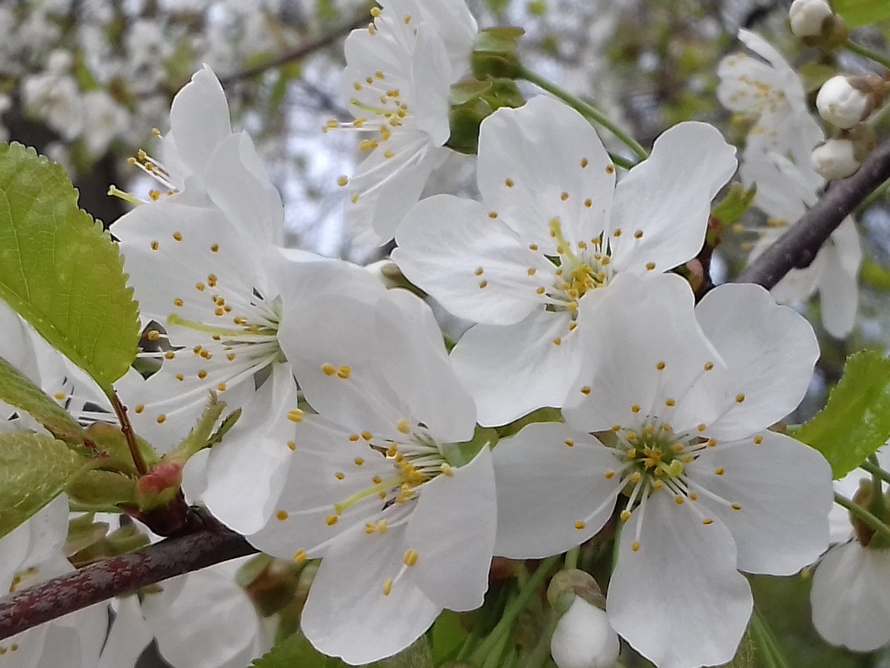 cherry  flower  wood free photo