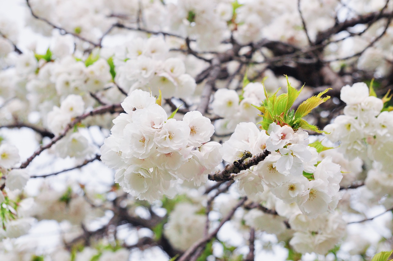 cherry  tree  flower free photo