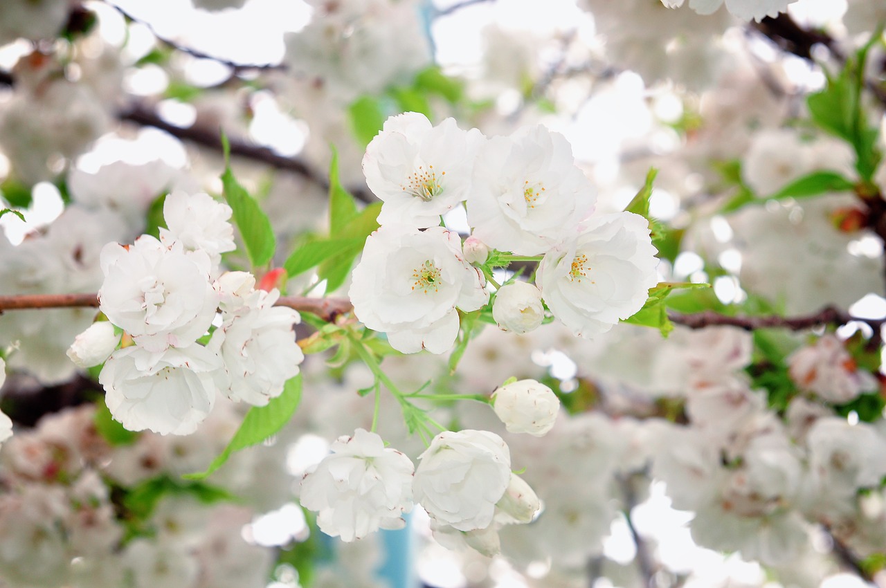 cherry  tree  flower free photo