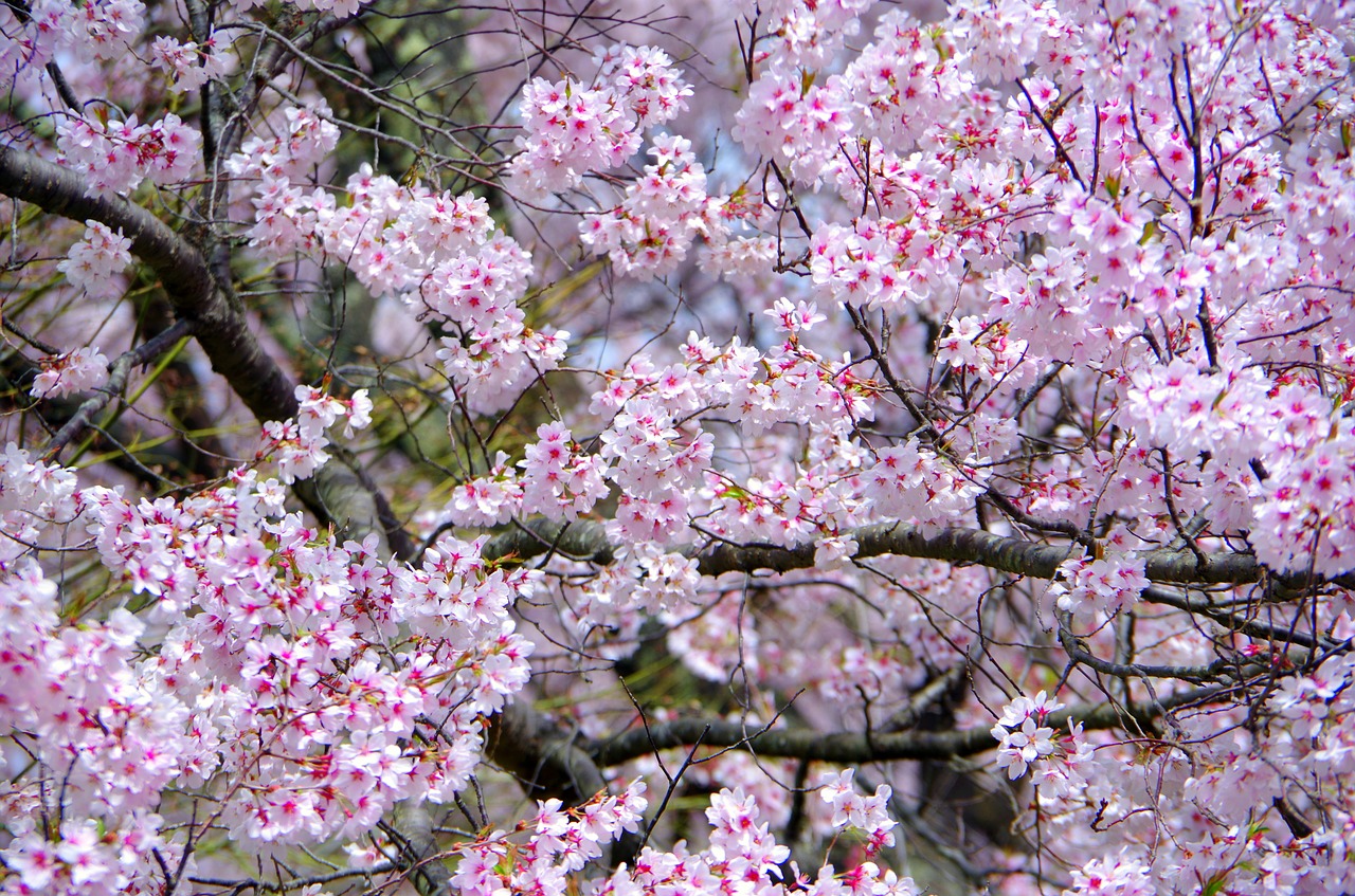 cherry  flowers  wood free photo