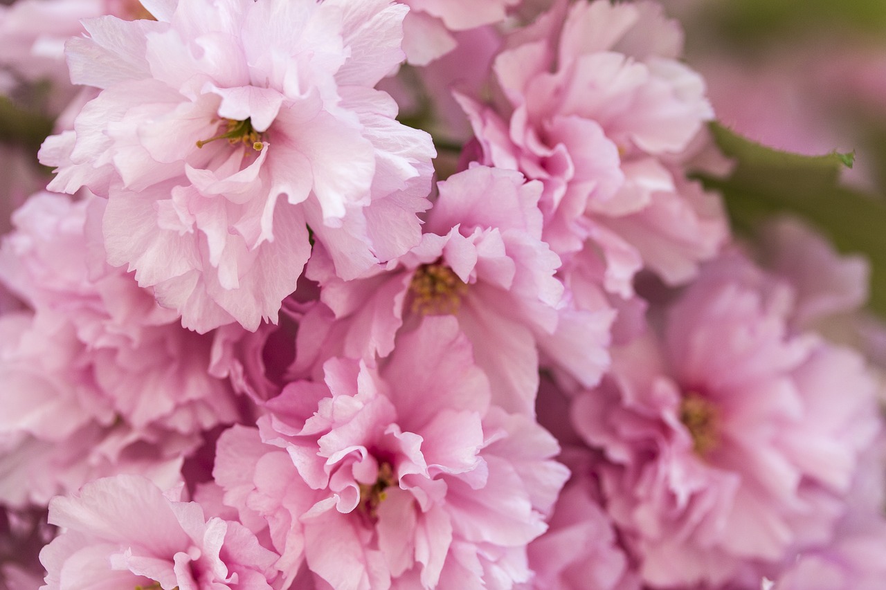 cherry  tree  pink free photo