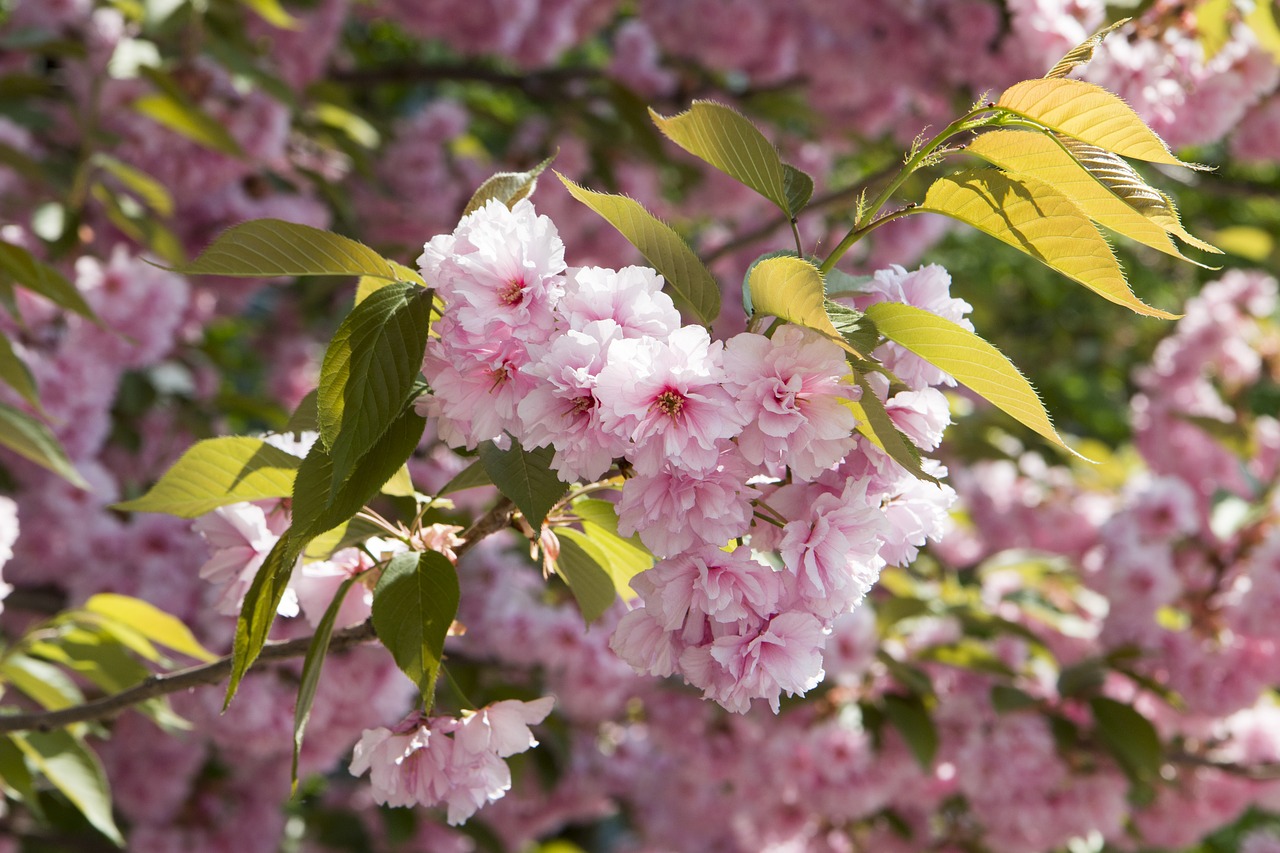 cherry  tree  flower free photo