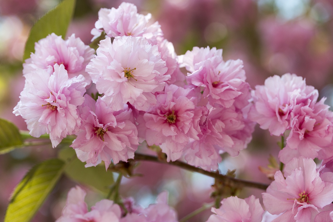 cherry  tree  a branch free photo