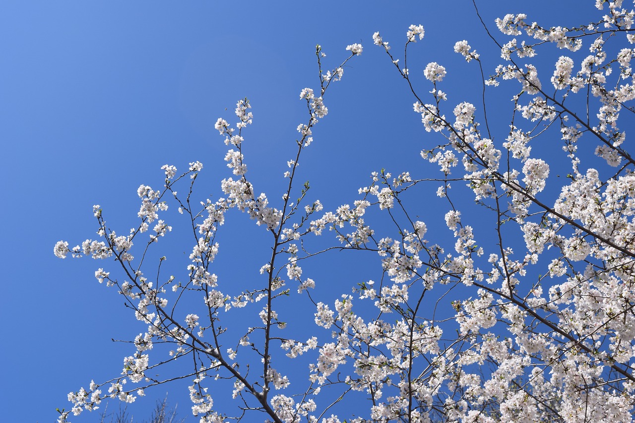 cherry  tree  branch free photo