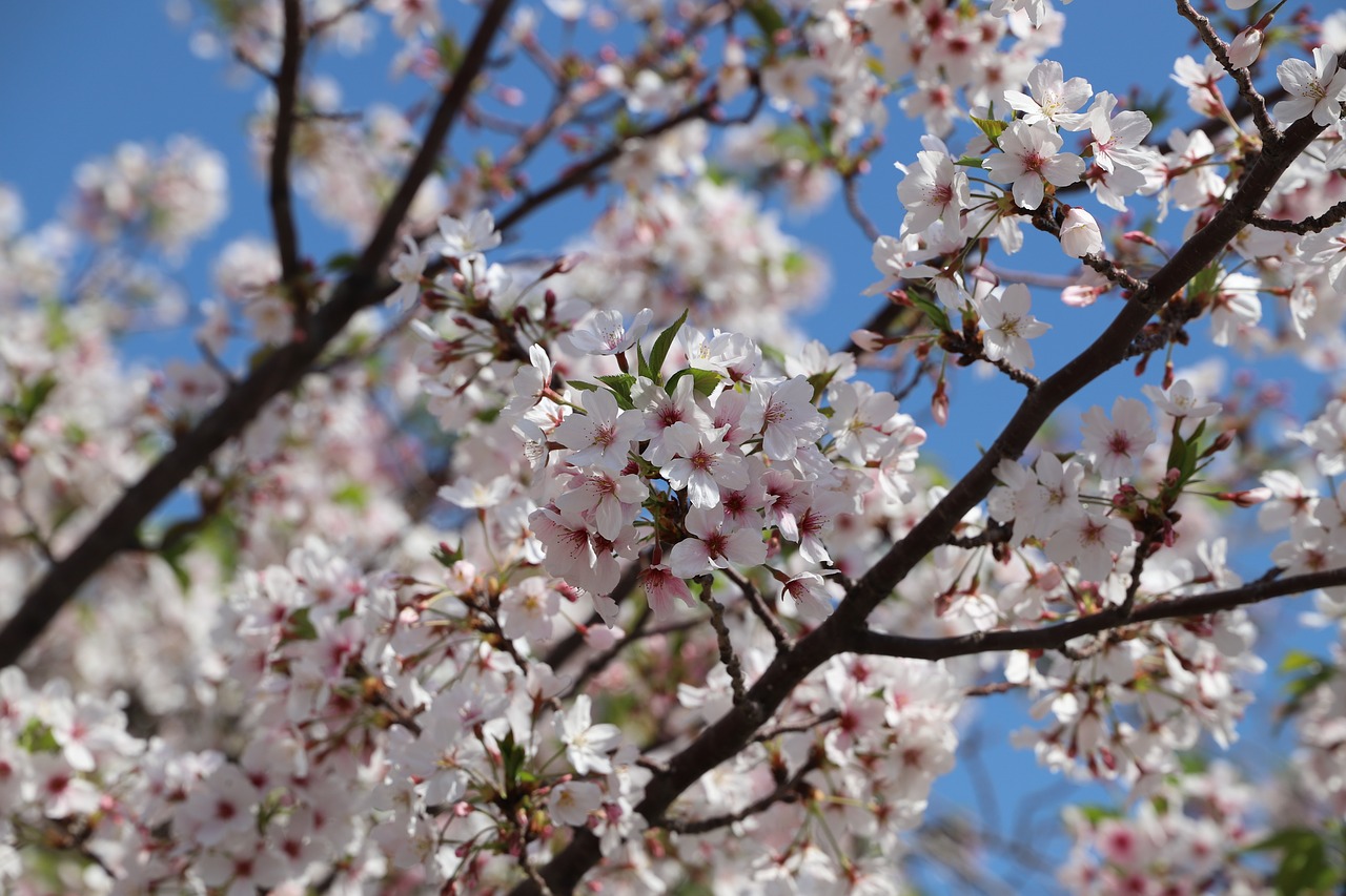 cherry  tree  flower free photo