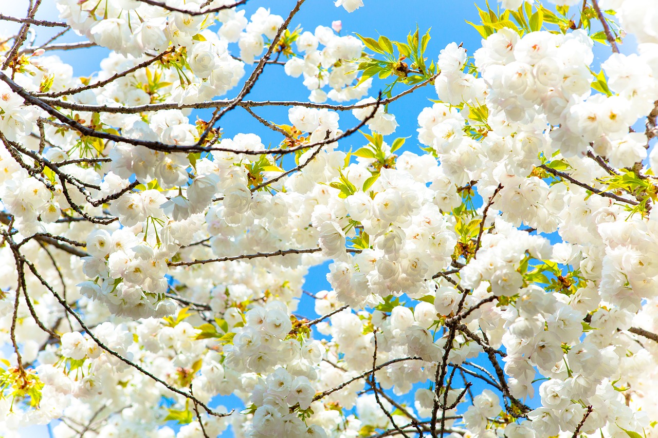 cherry  flower  sky free photo