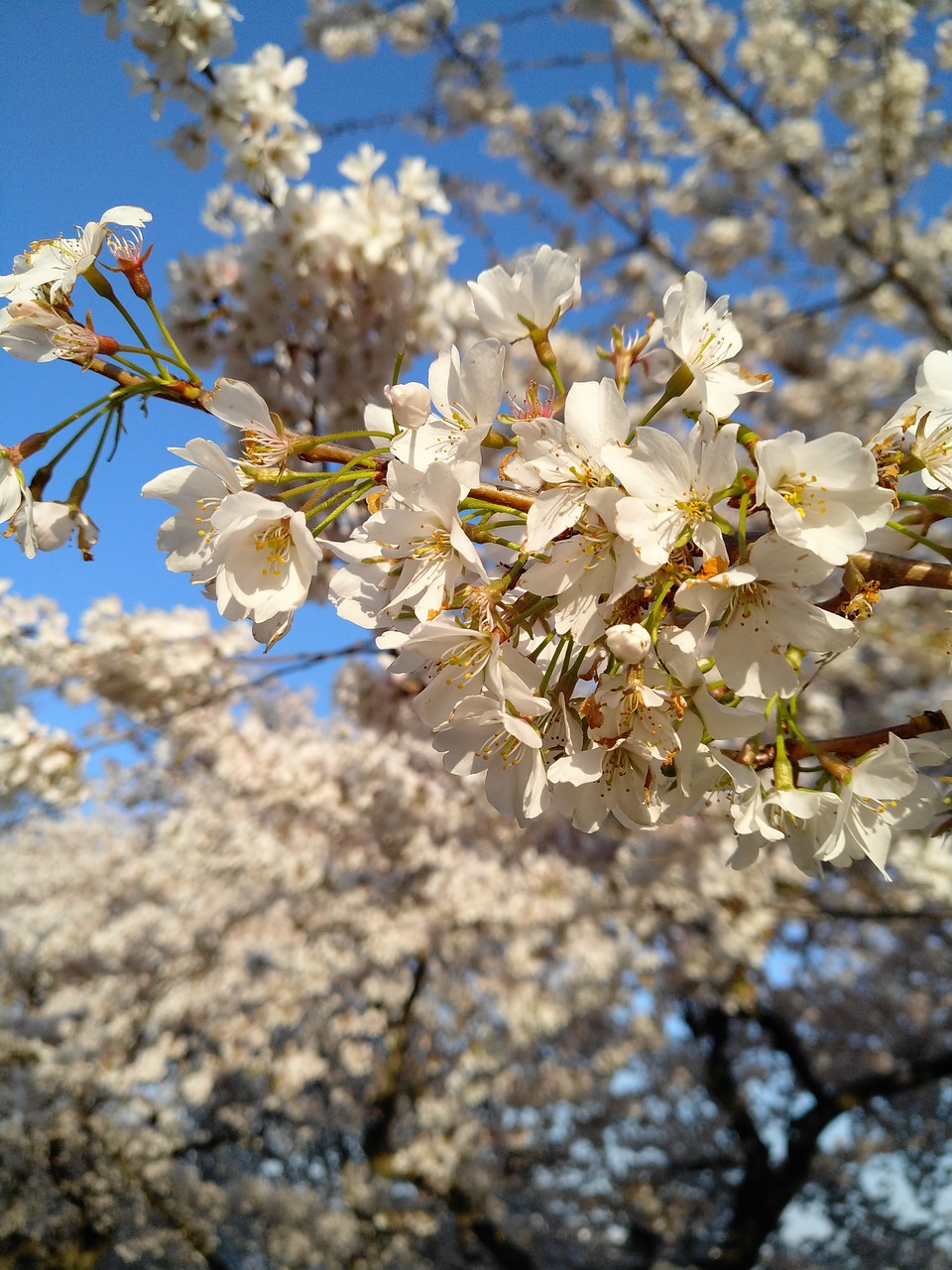 cherry  tree  flower free photo