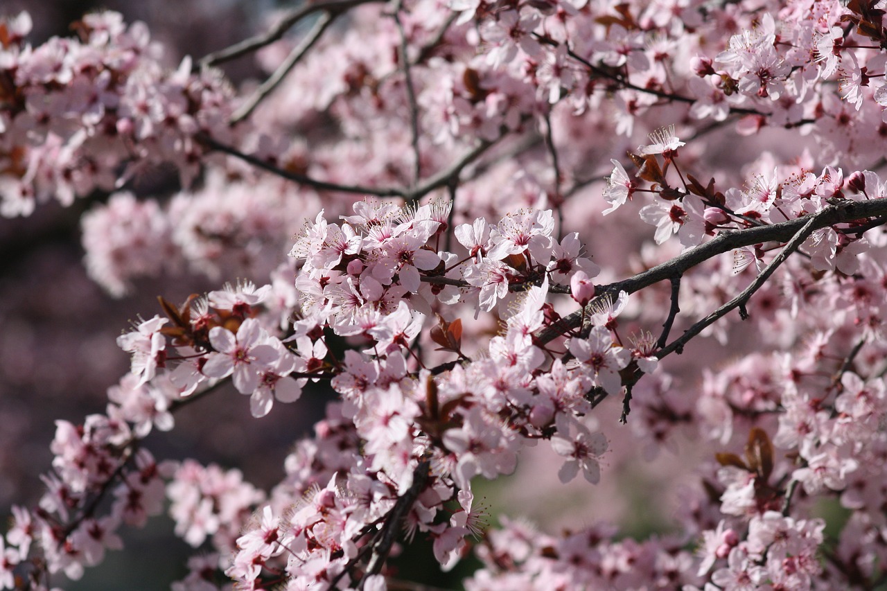 cherry  tree  flower free photo