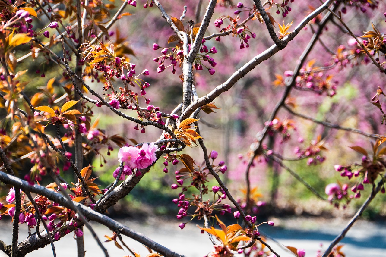 cherry  tree  branch free photo
