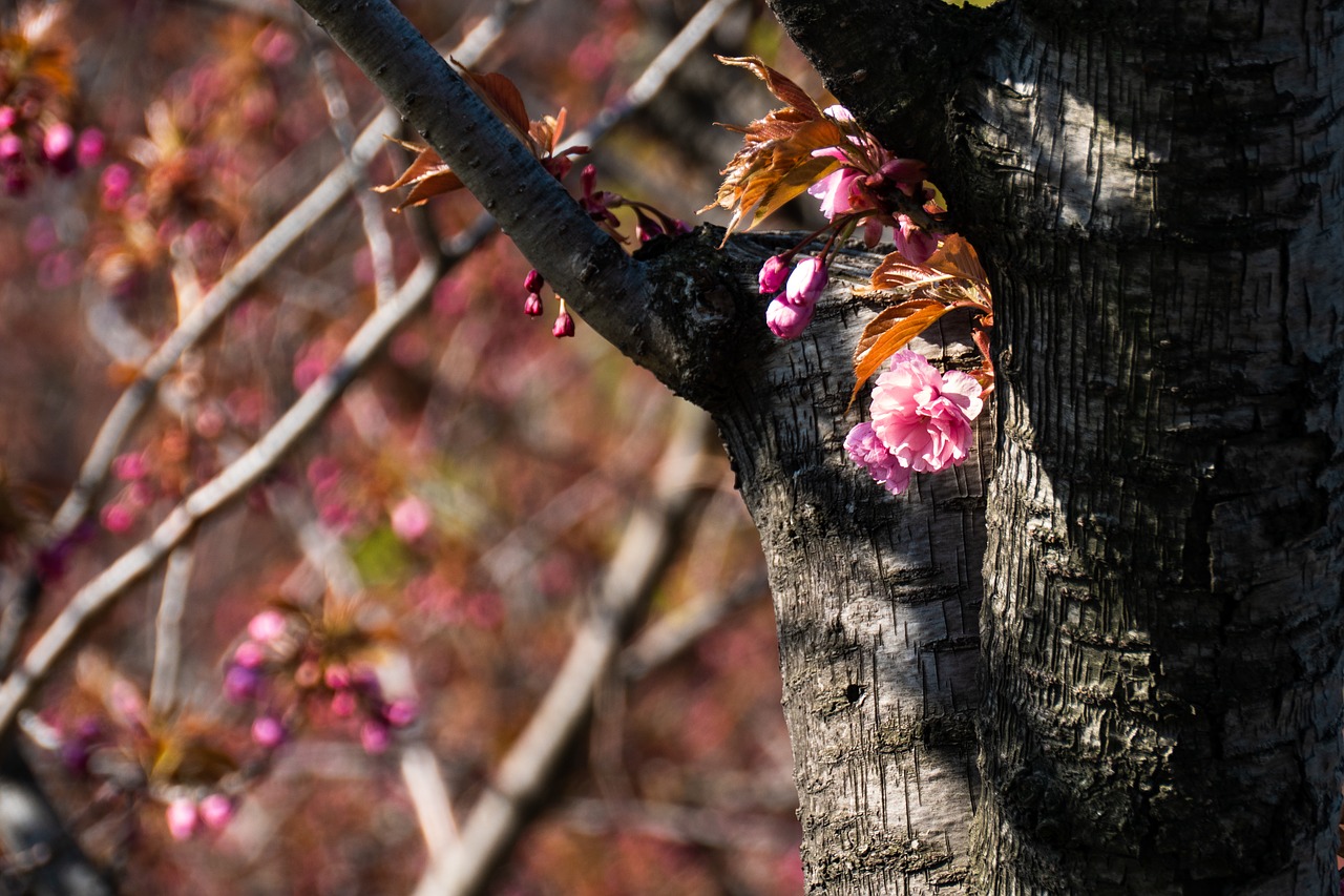 cherry  spring  tree free photo