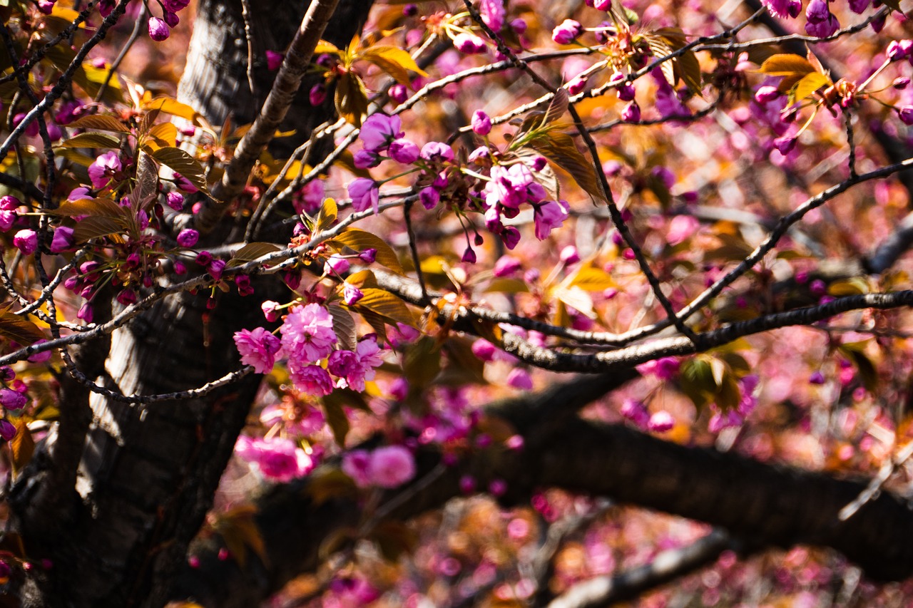 cherry  spring  tree free photo