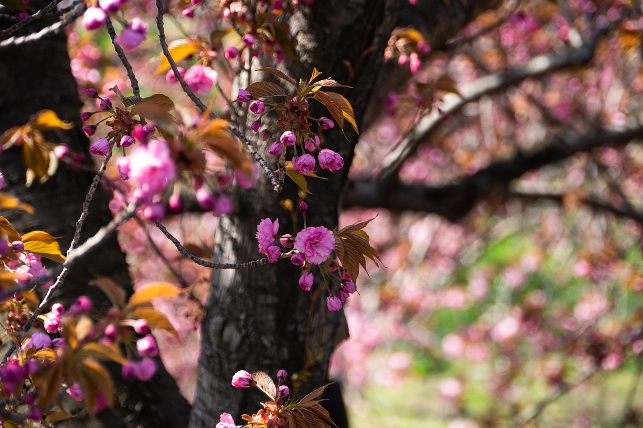 cherry  spring  flower free photo