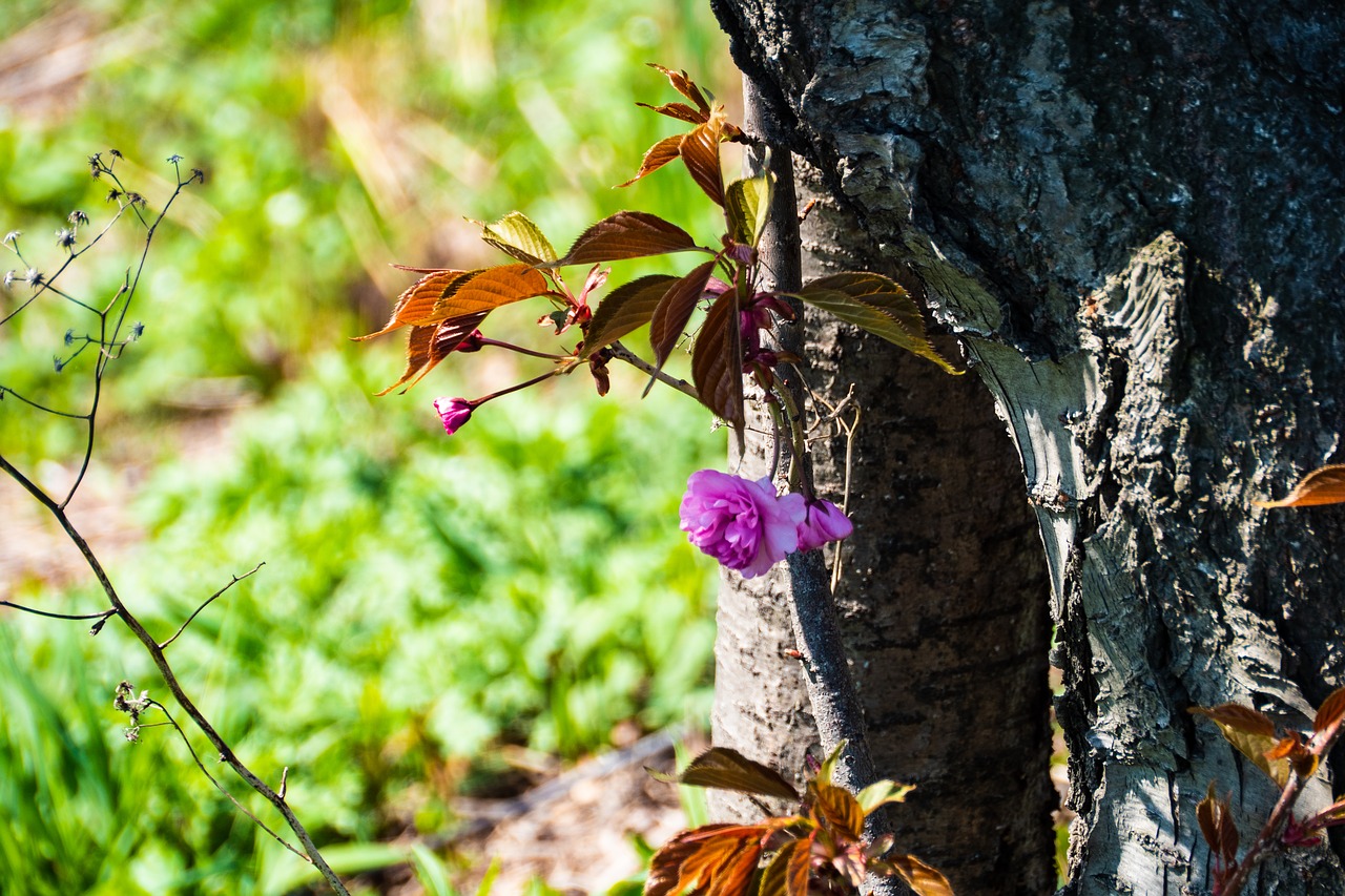 cherry  spring  nature free photo