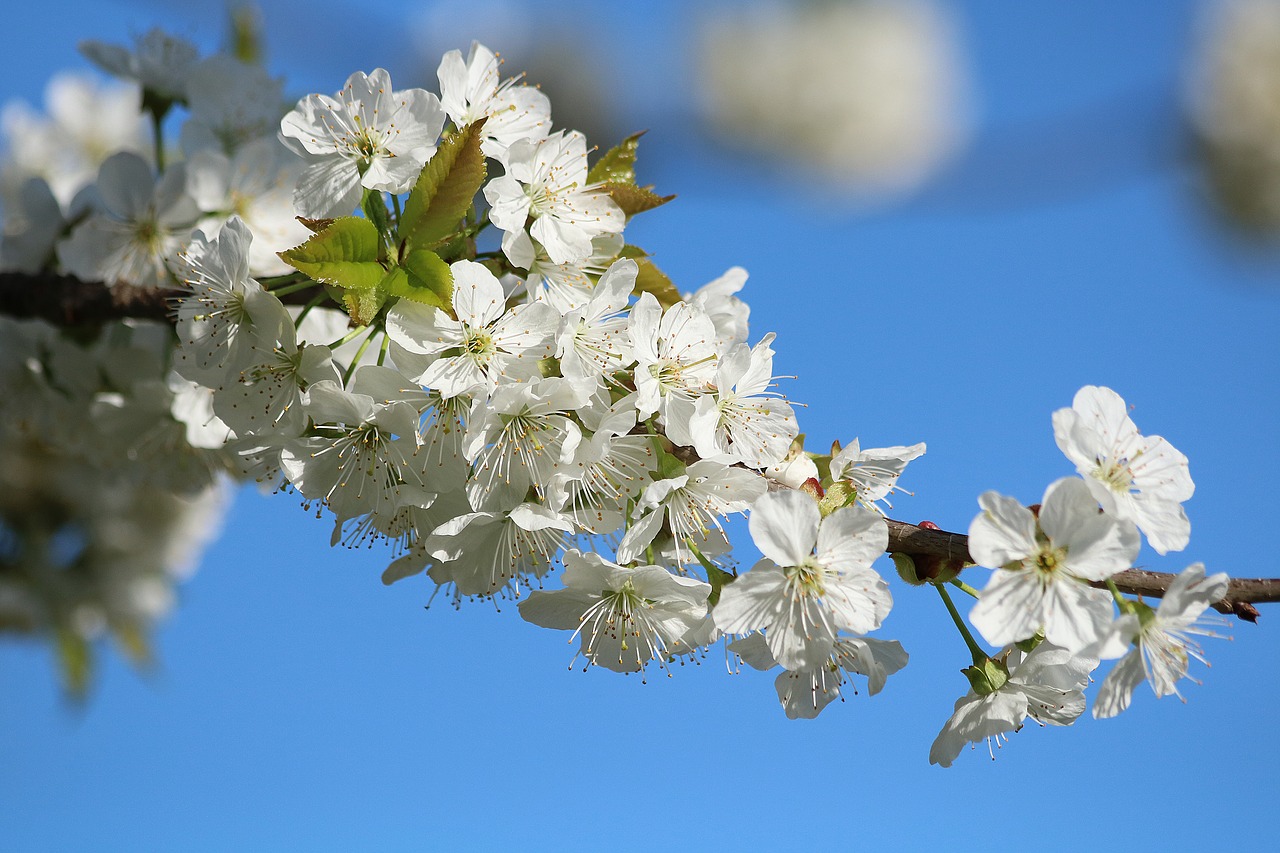 cherry  fruit tree  spring free photo