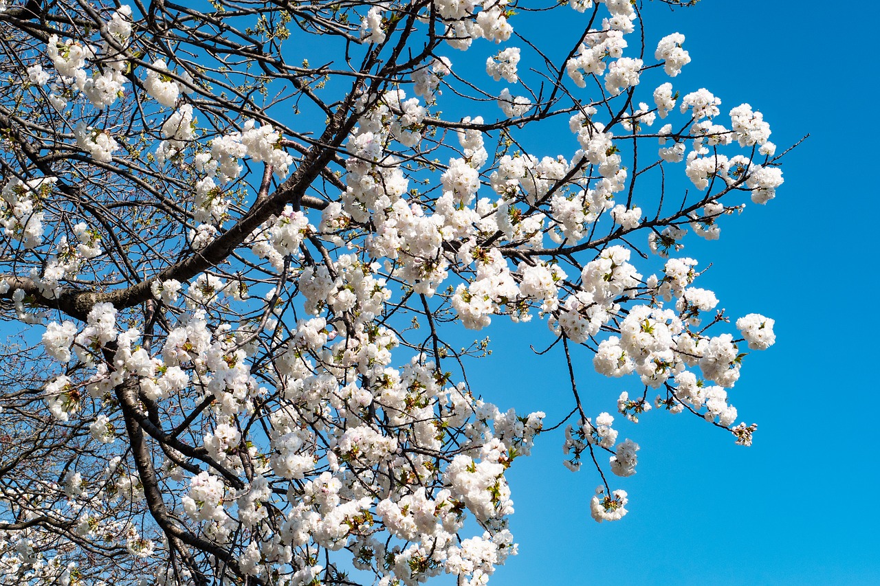 cherry  spring  branch free photo