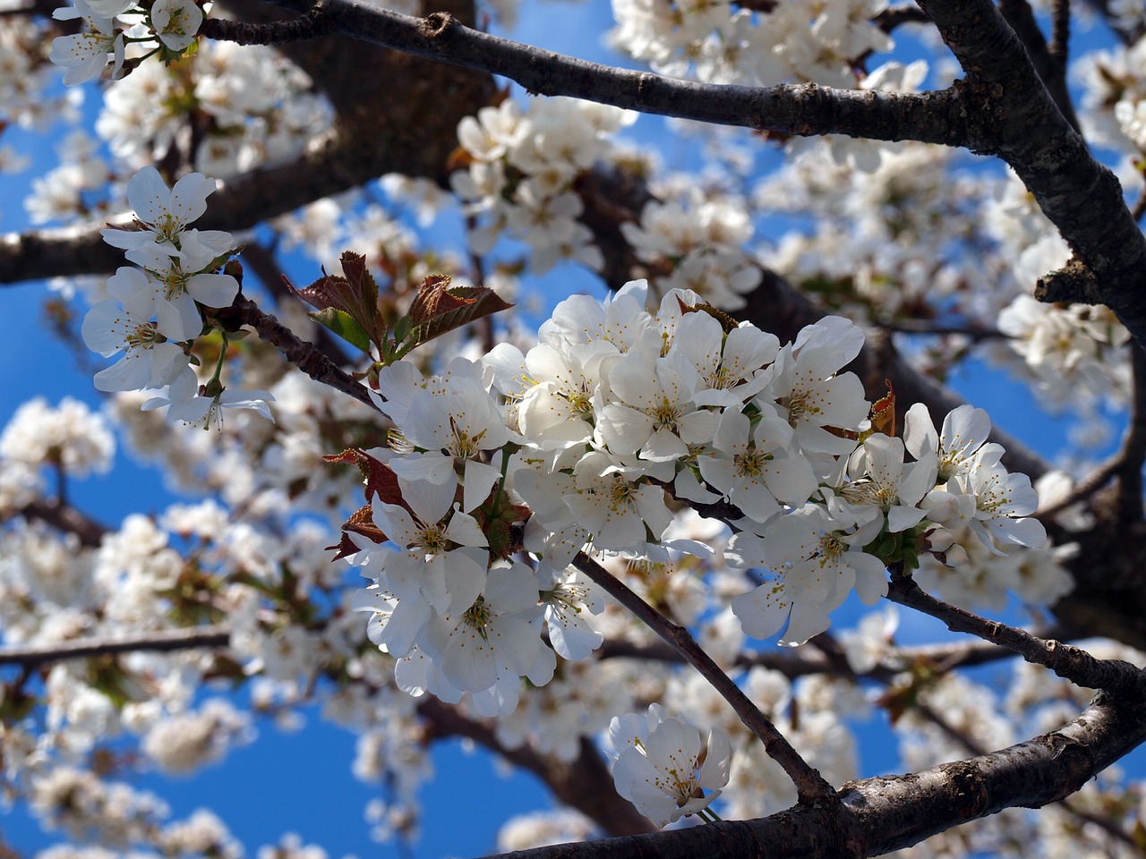 cherry  cherry blossom  flowering free photo