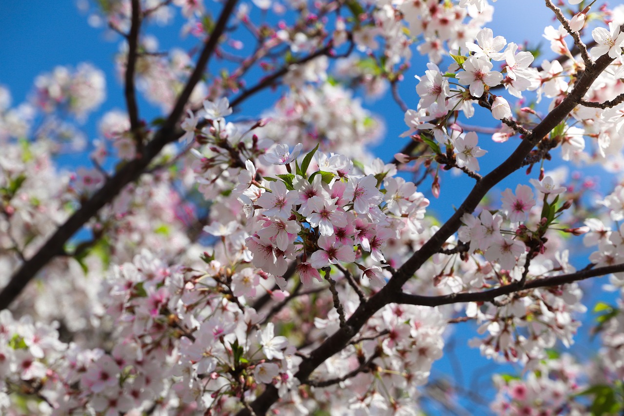 cherry  tree  branch free photo