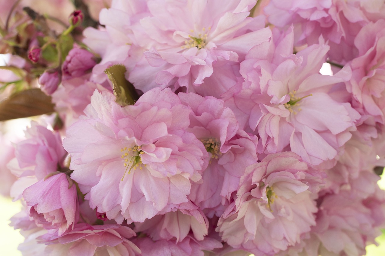 cherry  blossom  spring free photo