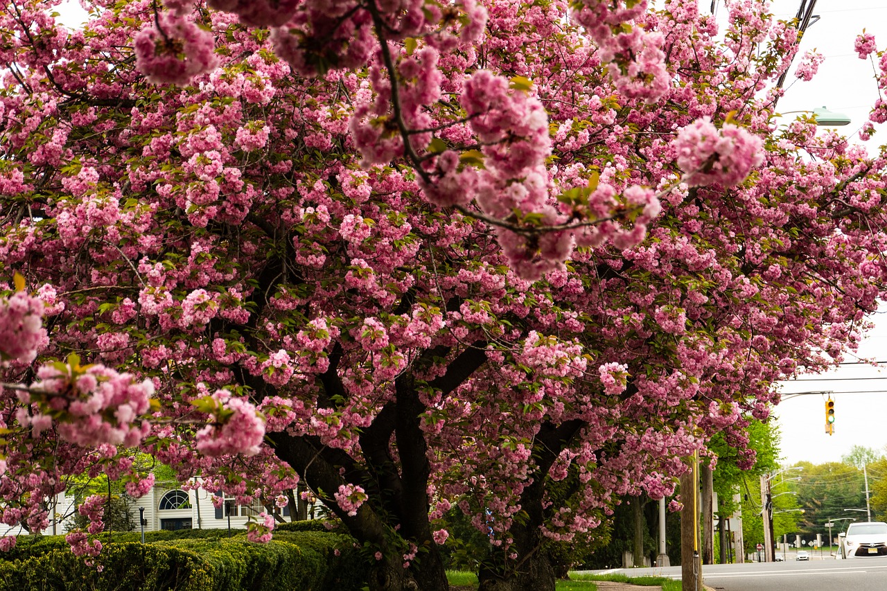 cherry  blossom  flower free photo