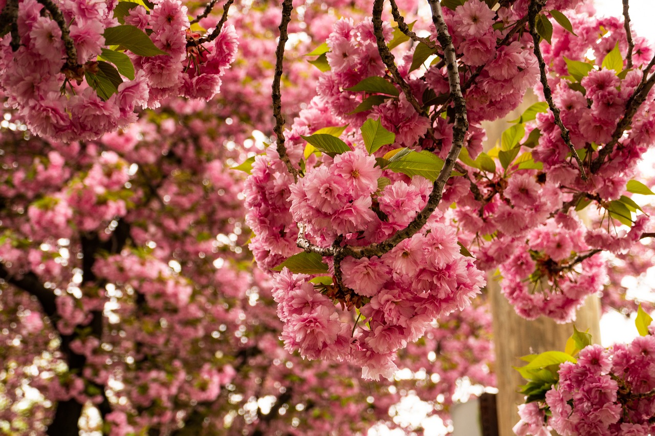 cherry  blossom  flower free photo