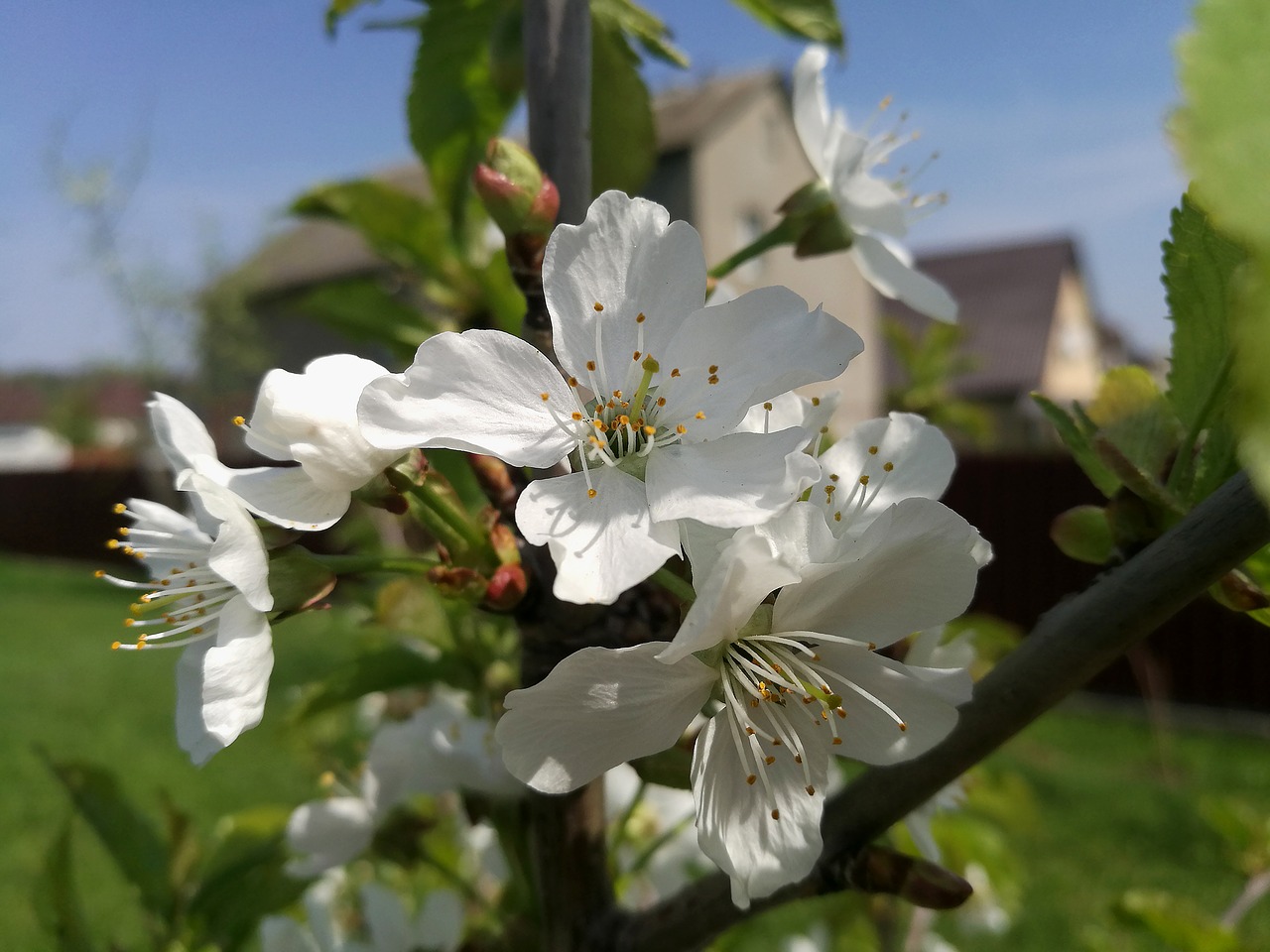 cherry  spring  bloom free photo