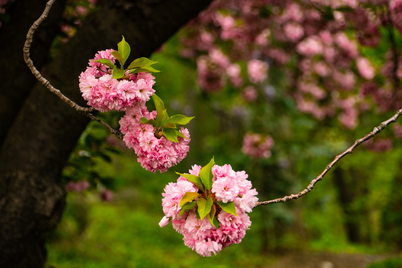 cherry  spring  pink free photo