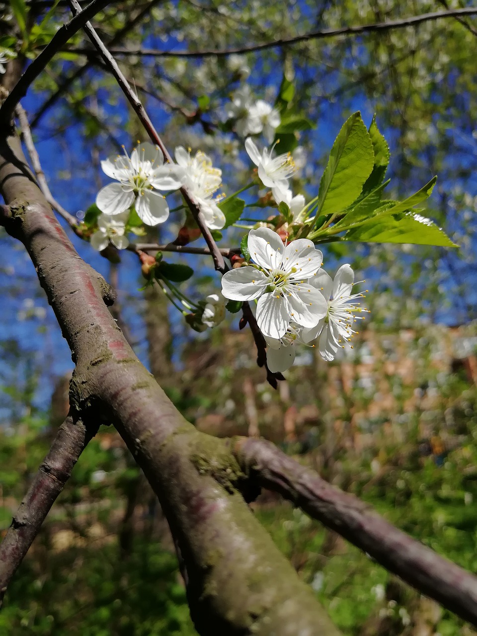 cherry  flowers  spring free photo