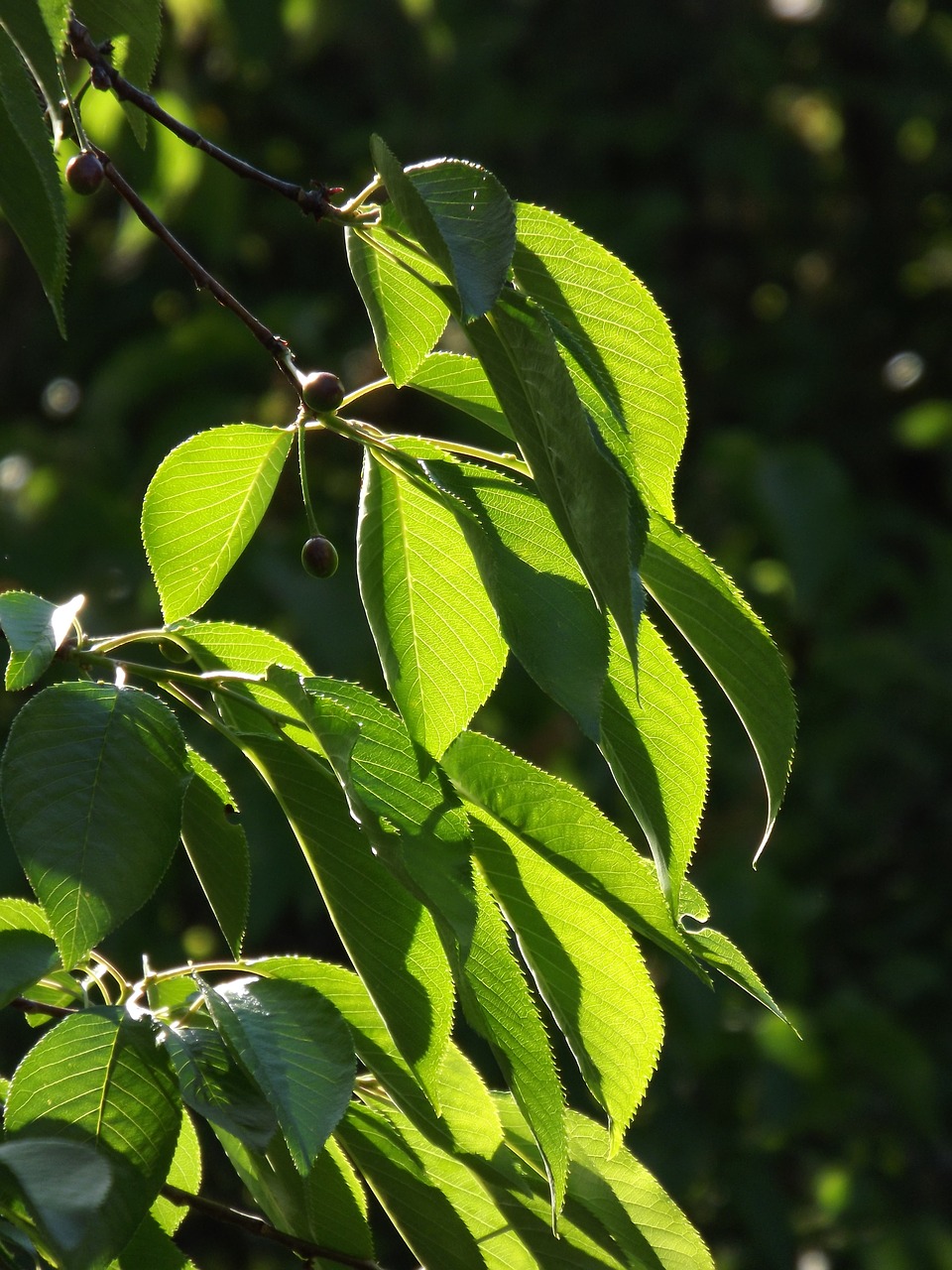 cherry  tree  leaves free photo