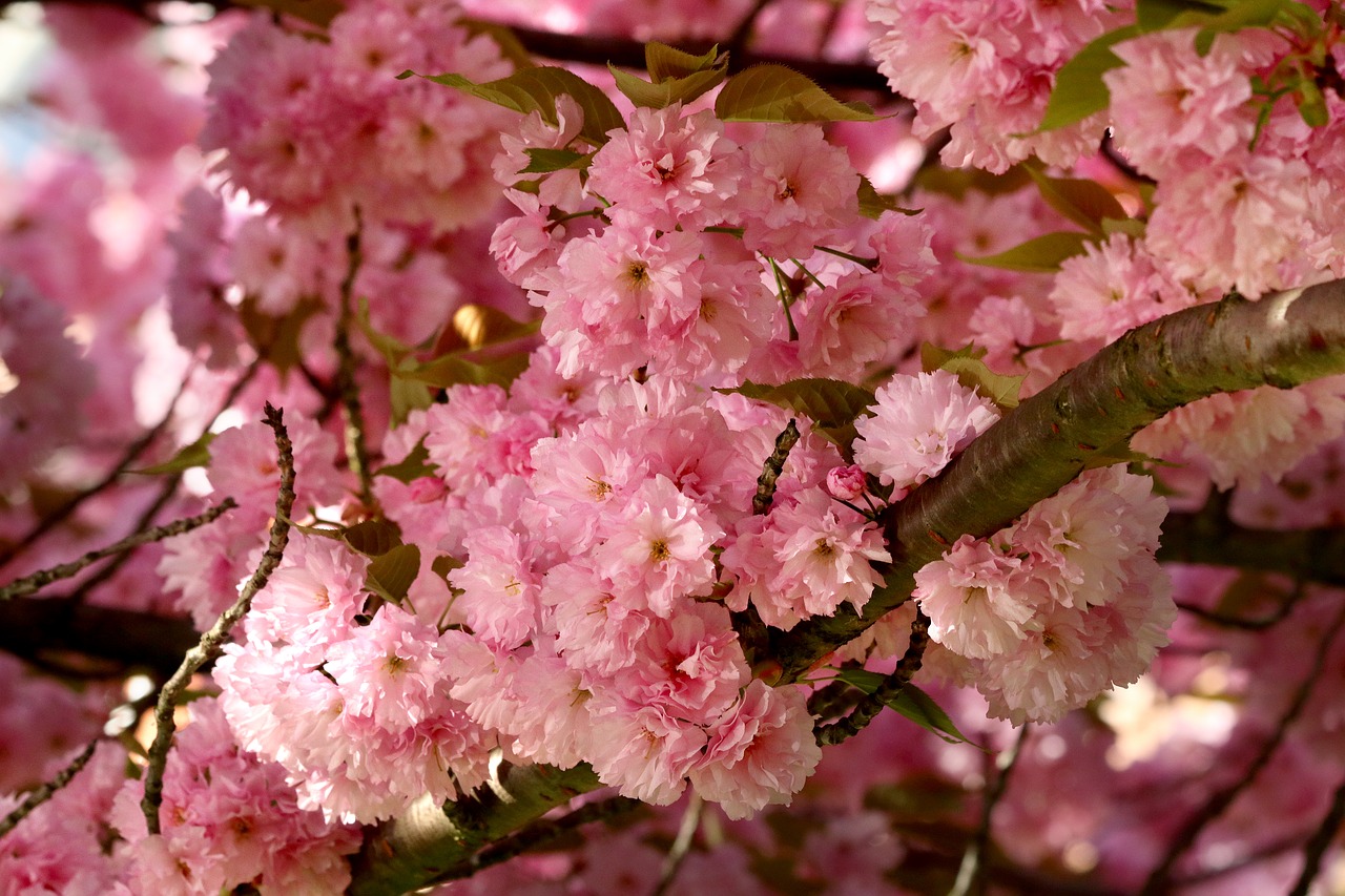 cherry  flower  blossoming free photo