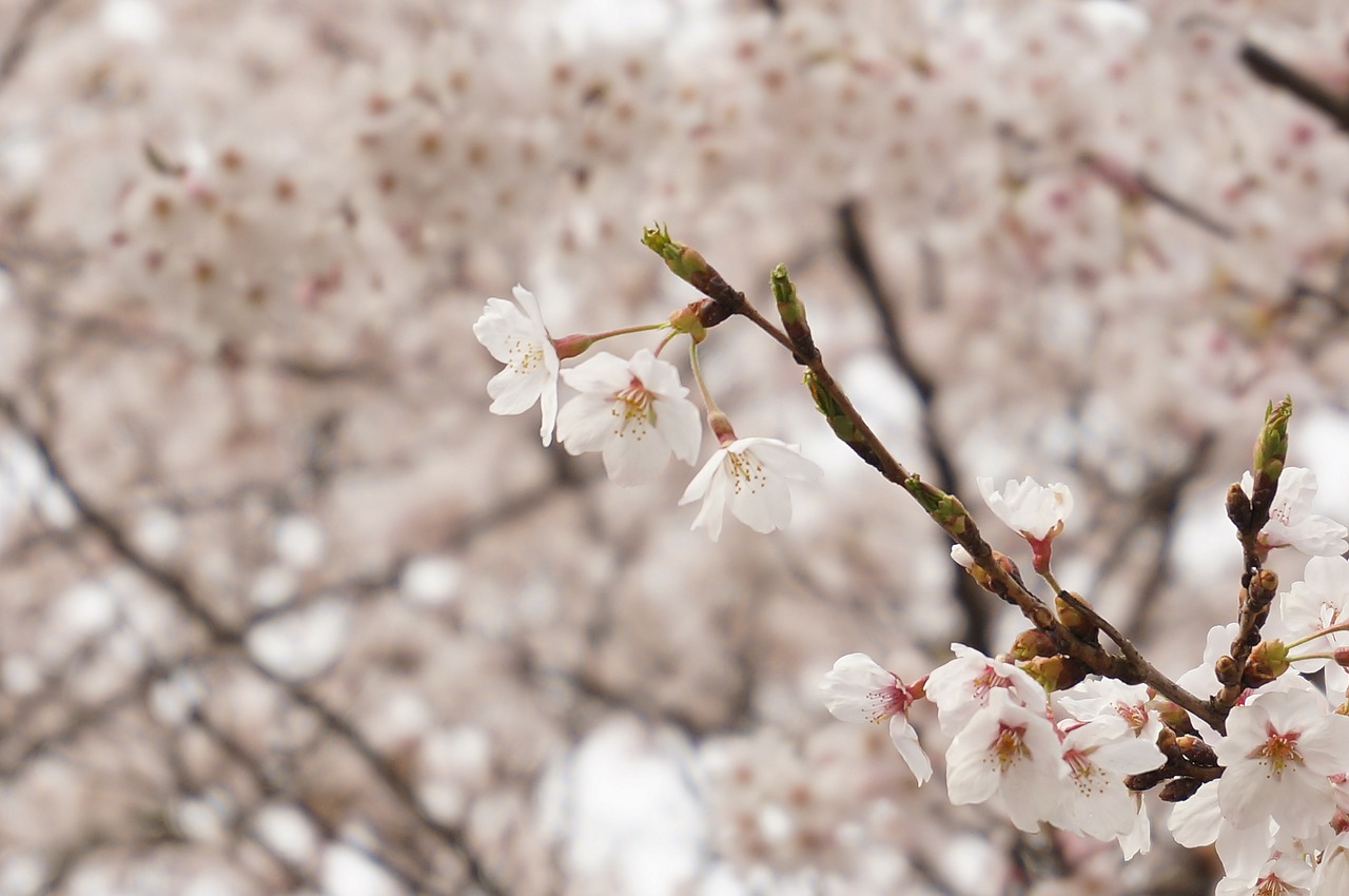 cherry japan pink free photo