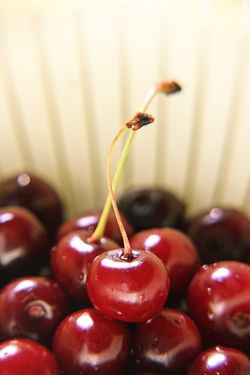 cherry  red  ripe free photo