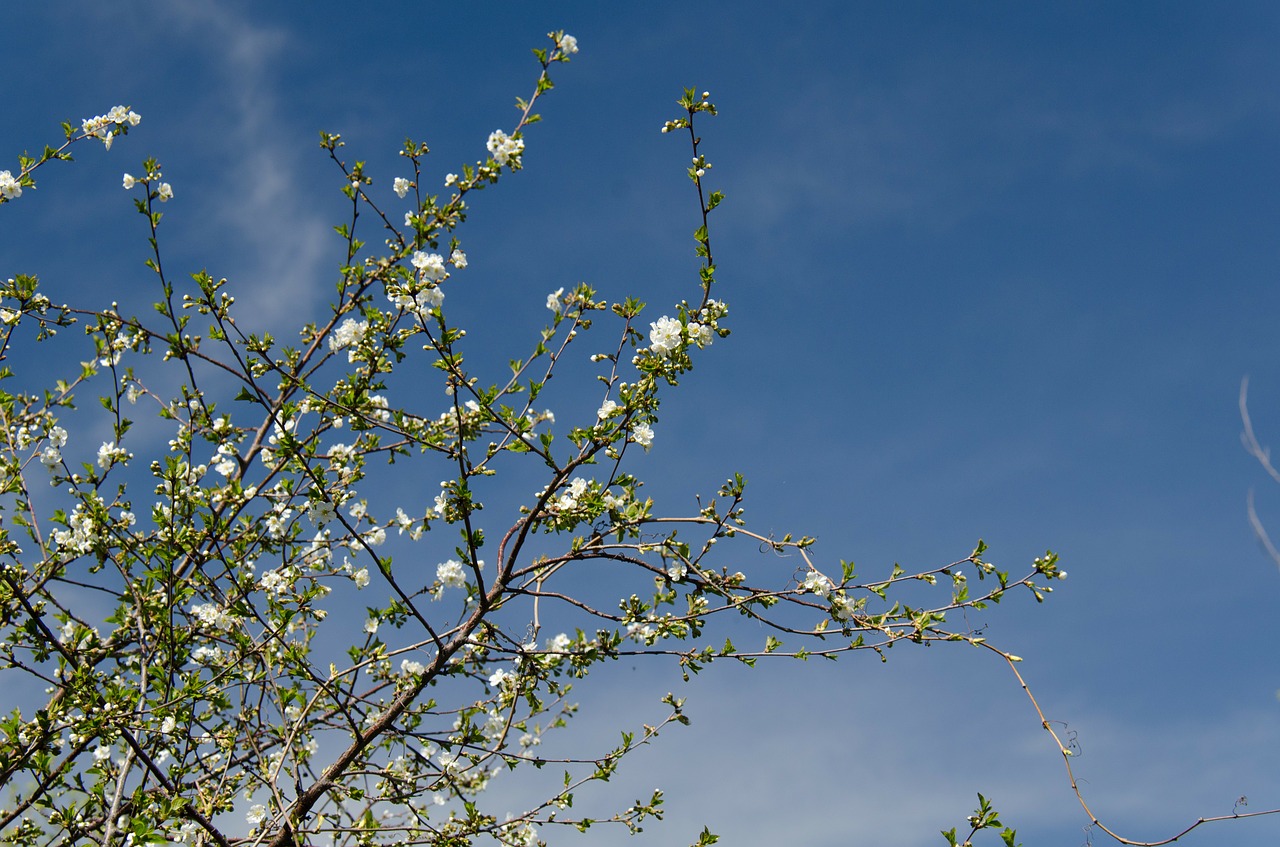 cherry bloom white free photo