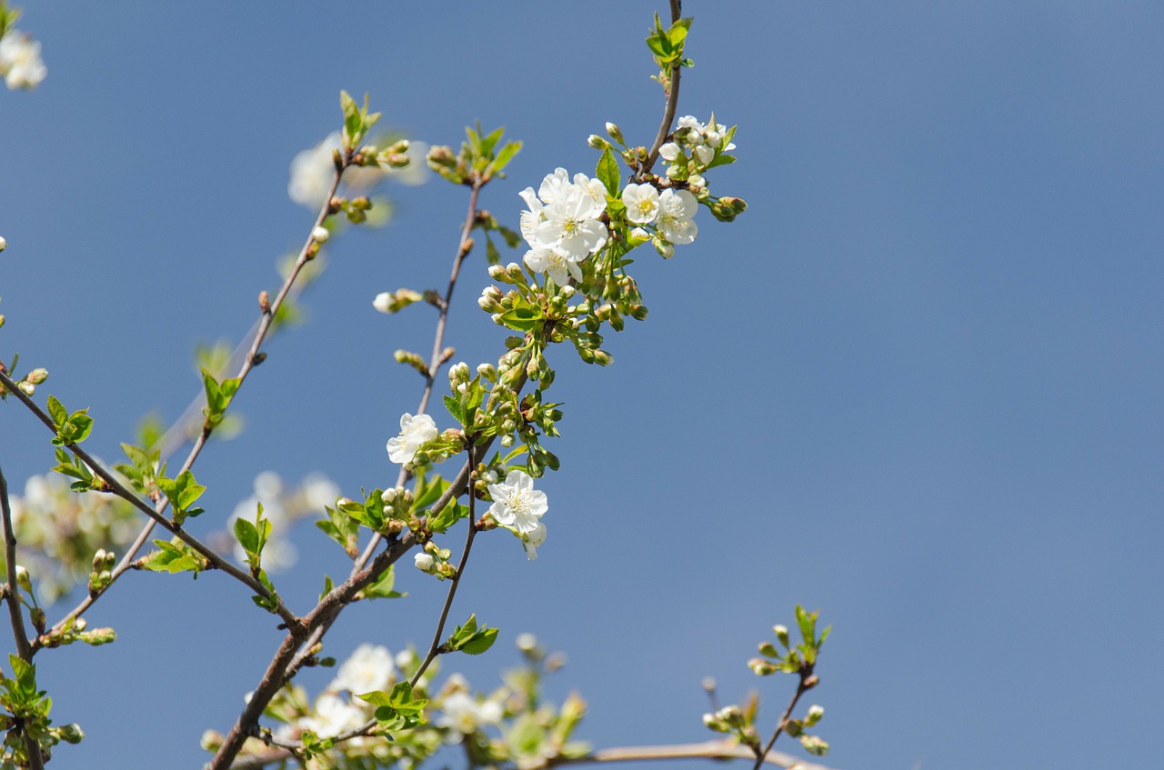 cherry flower leaves free photo