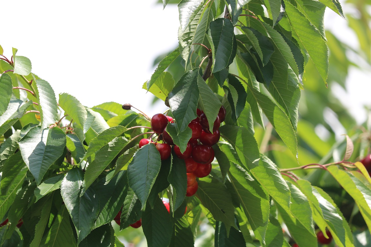 cherry  leaves  green free photo