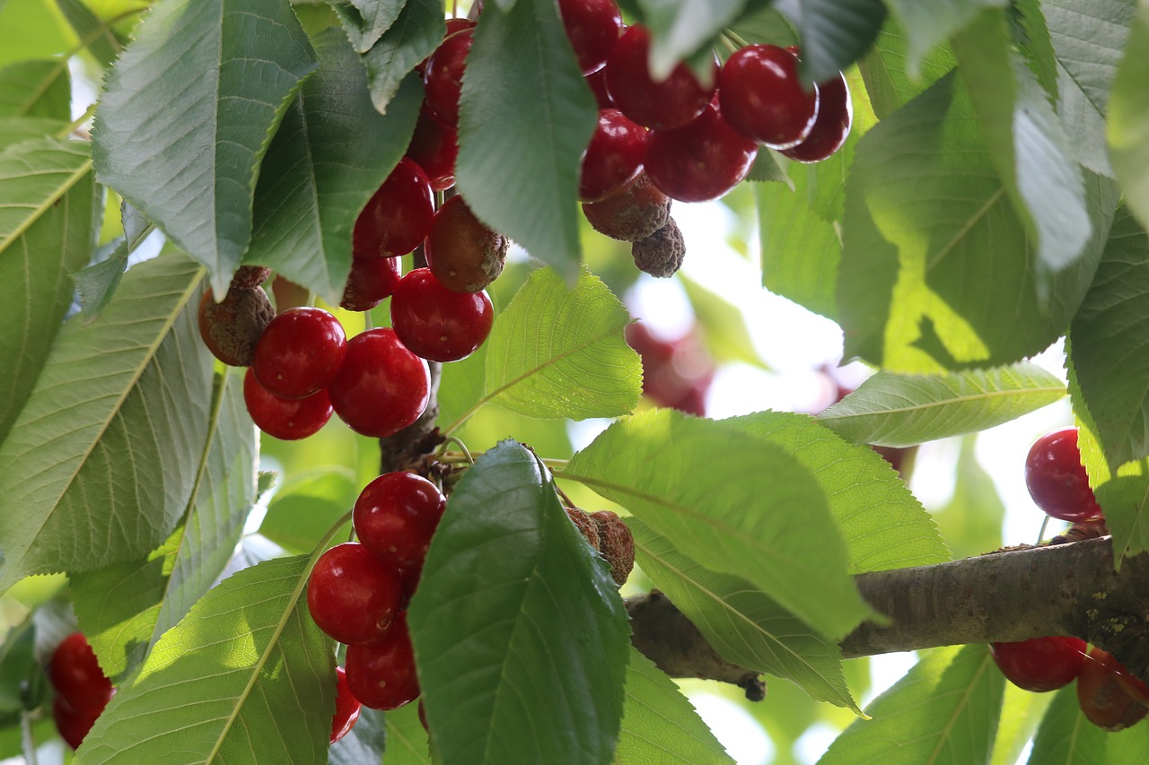 cherry  leaves  green free photo