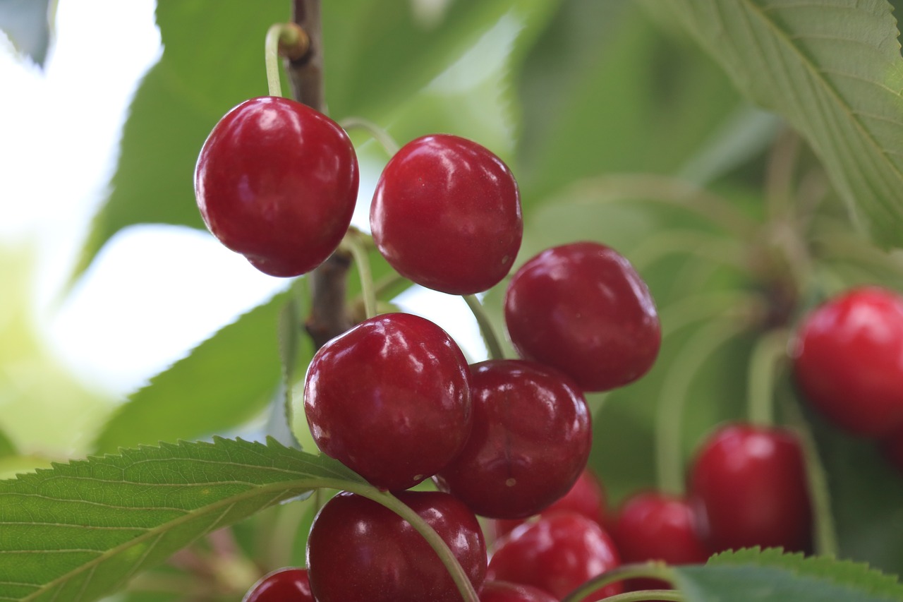 cherry  leaves  green free photo