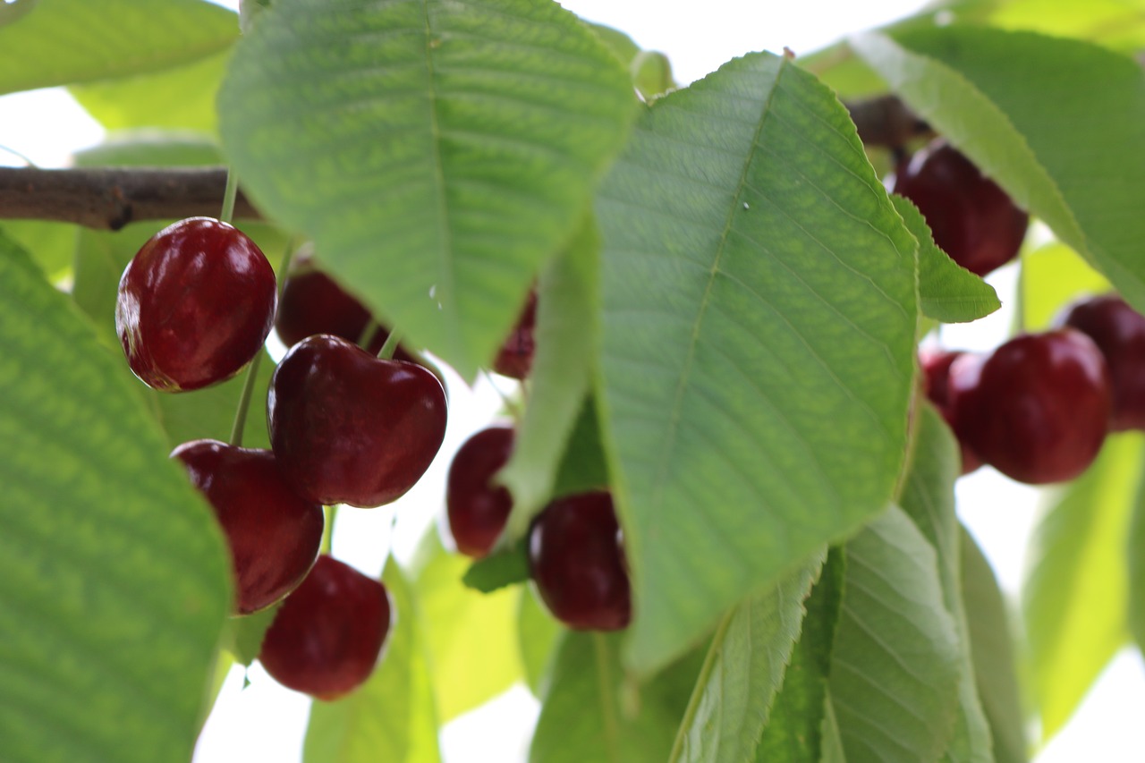 cherry  leaves  green free photo