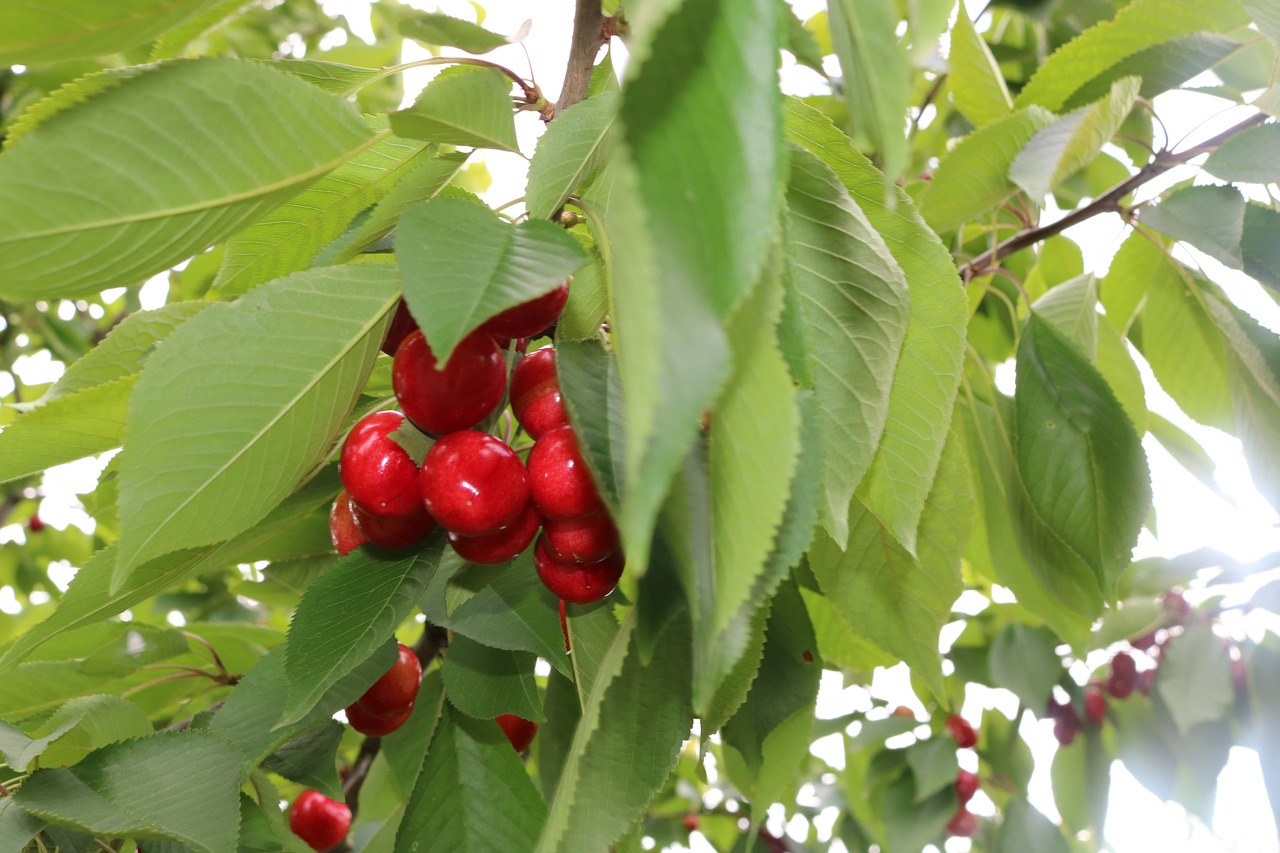 cherry  green free pictures free photo