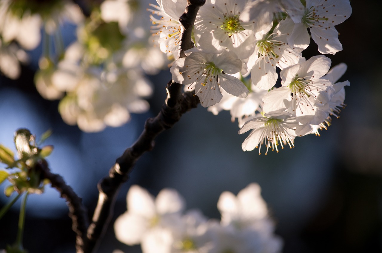 cherry  flowers white  light free photo