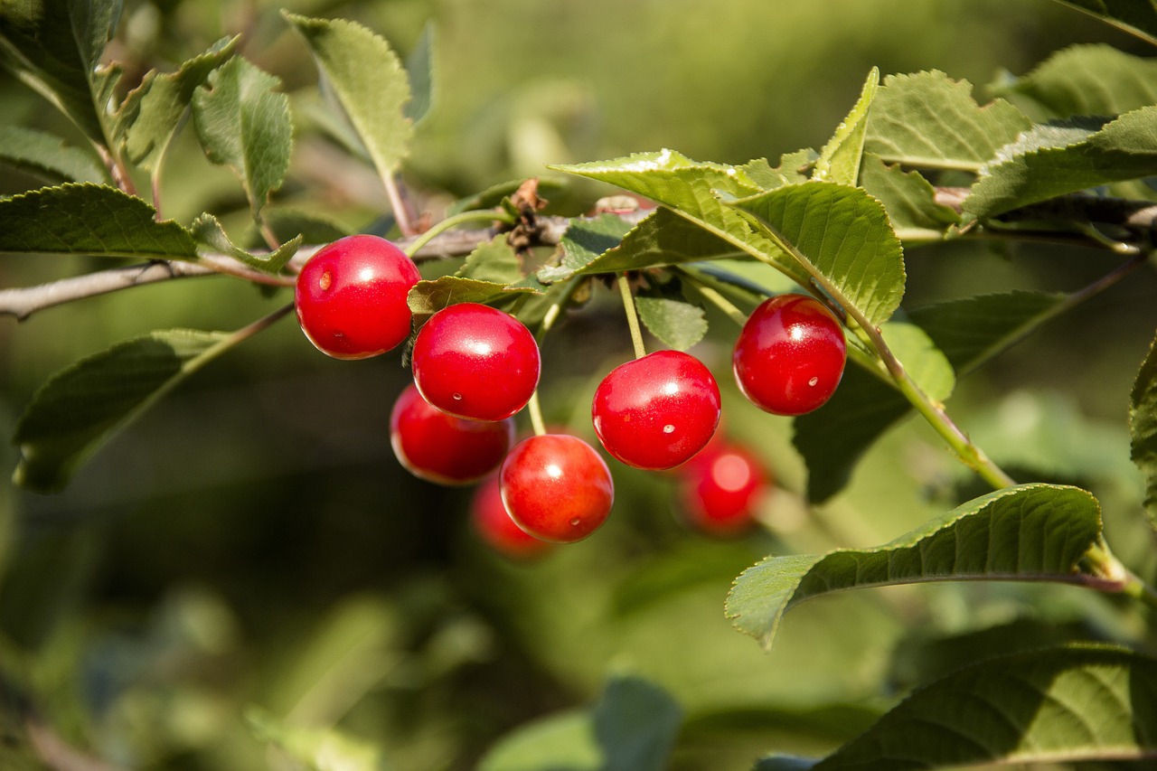 cherry  fruit  berry free photo