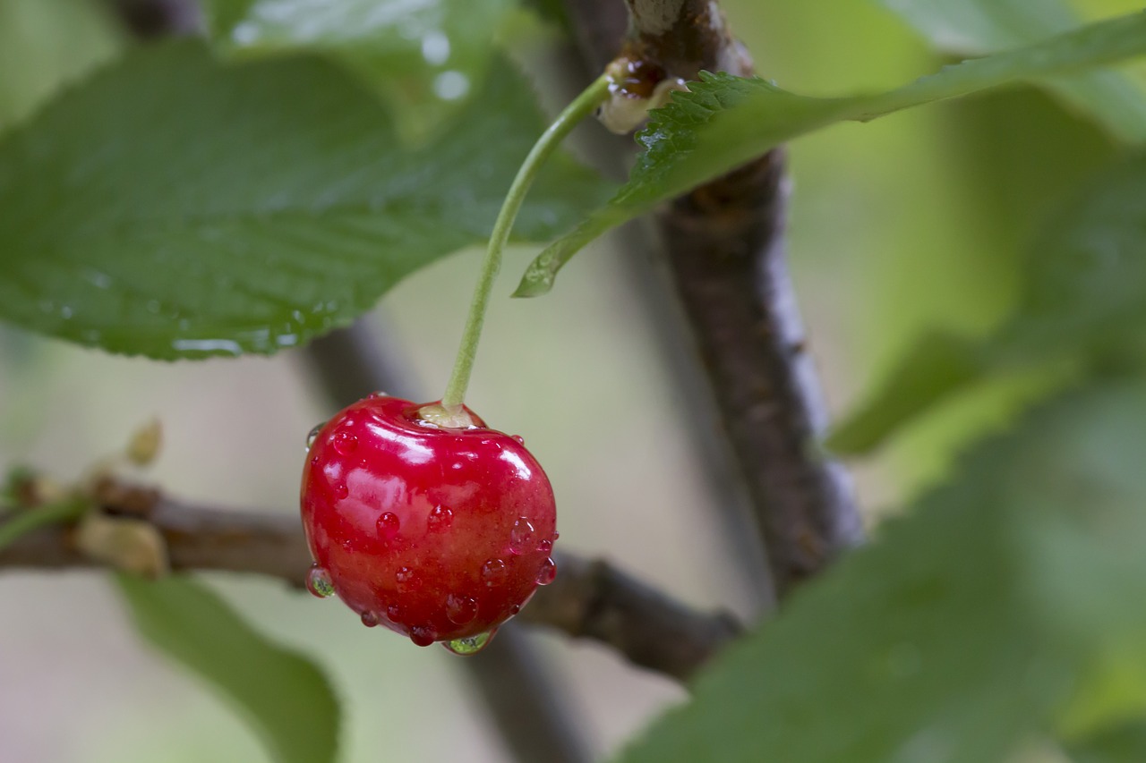 cherry  dew  drops free photo